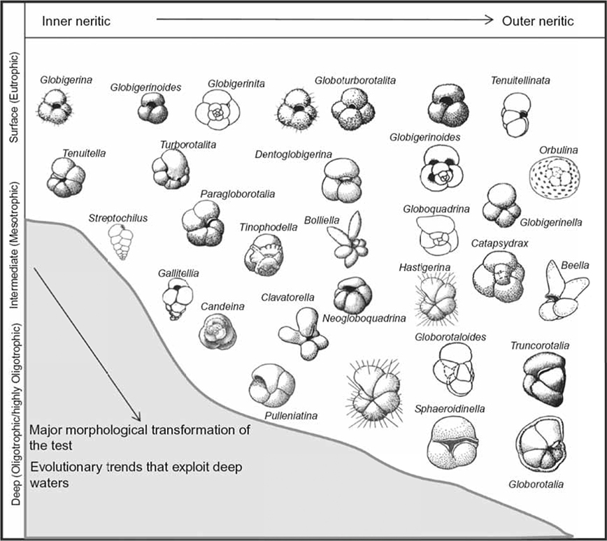 Biostratigraphic And Geological Significance Of Planktonic - 