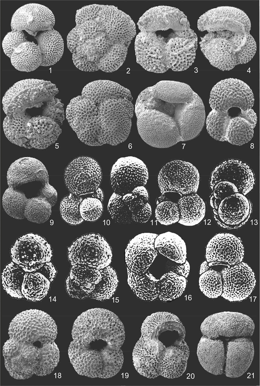 Modern Planktonic Foraminifera